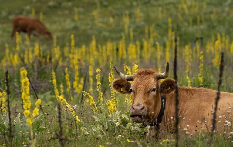 Wiejski food tour – jak zaplanować agroturystyczną podróż kulinarną?