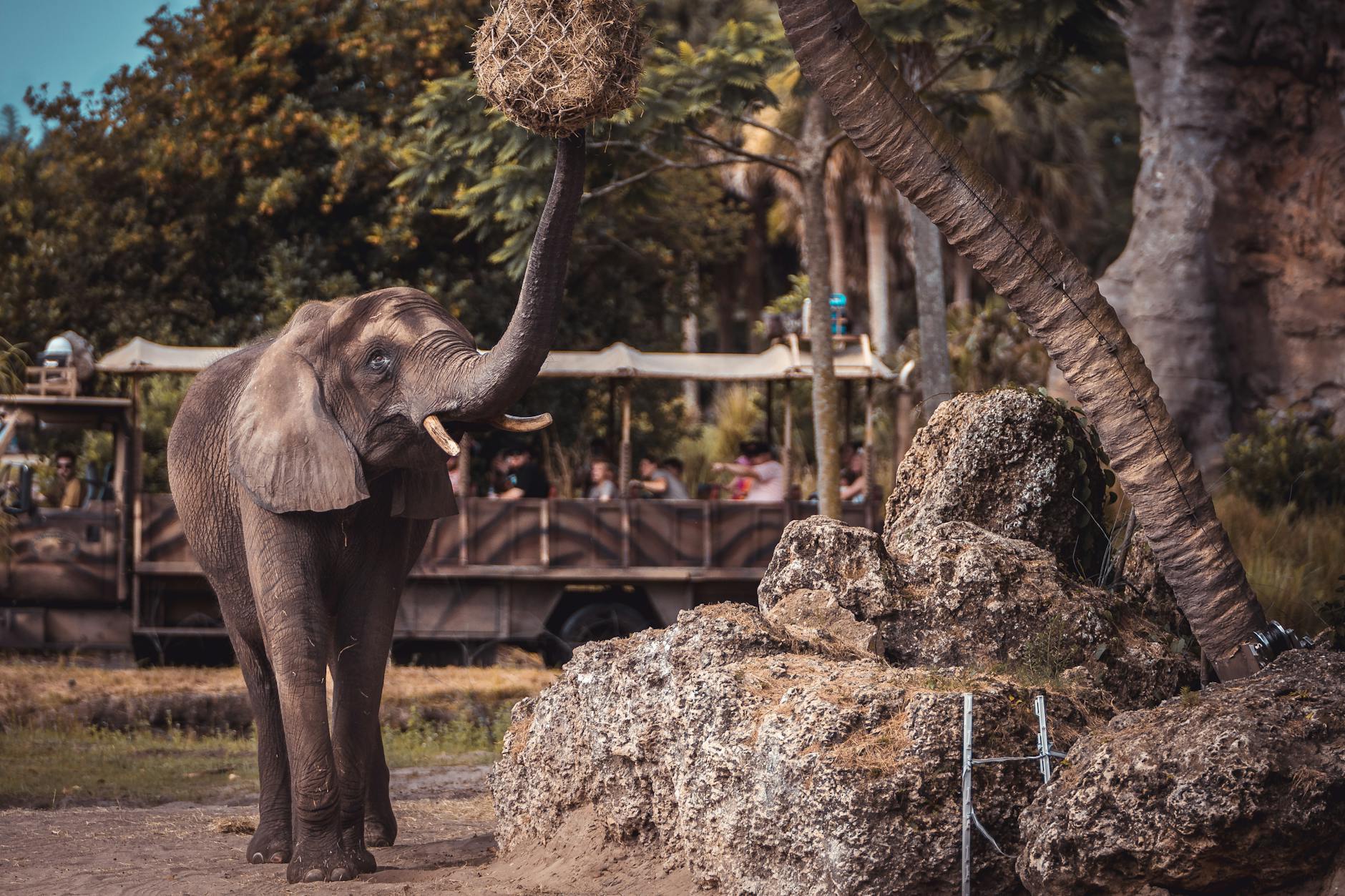 Słoń afrykański sięga trąbą po karmę w zbliżeniu Słoń afrykański sięga trąbą po karmę w zbliżeniu