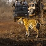 Tygrys obserwowany z bezpiecznej odległości podczas safari w Indiach