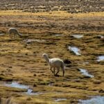 Alpaki pasące się na wysokogórskich równinach w okolicach Arequipy