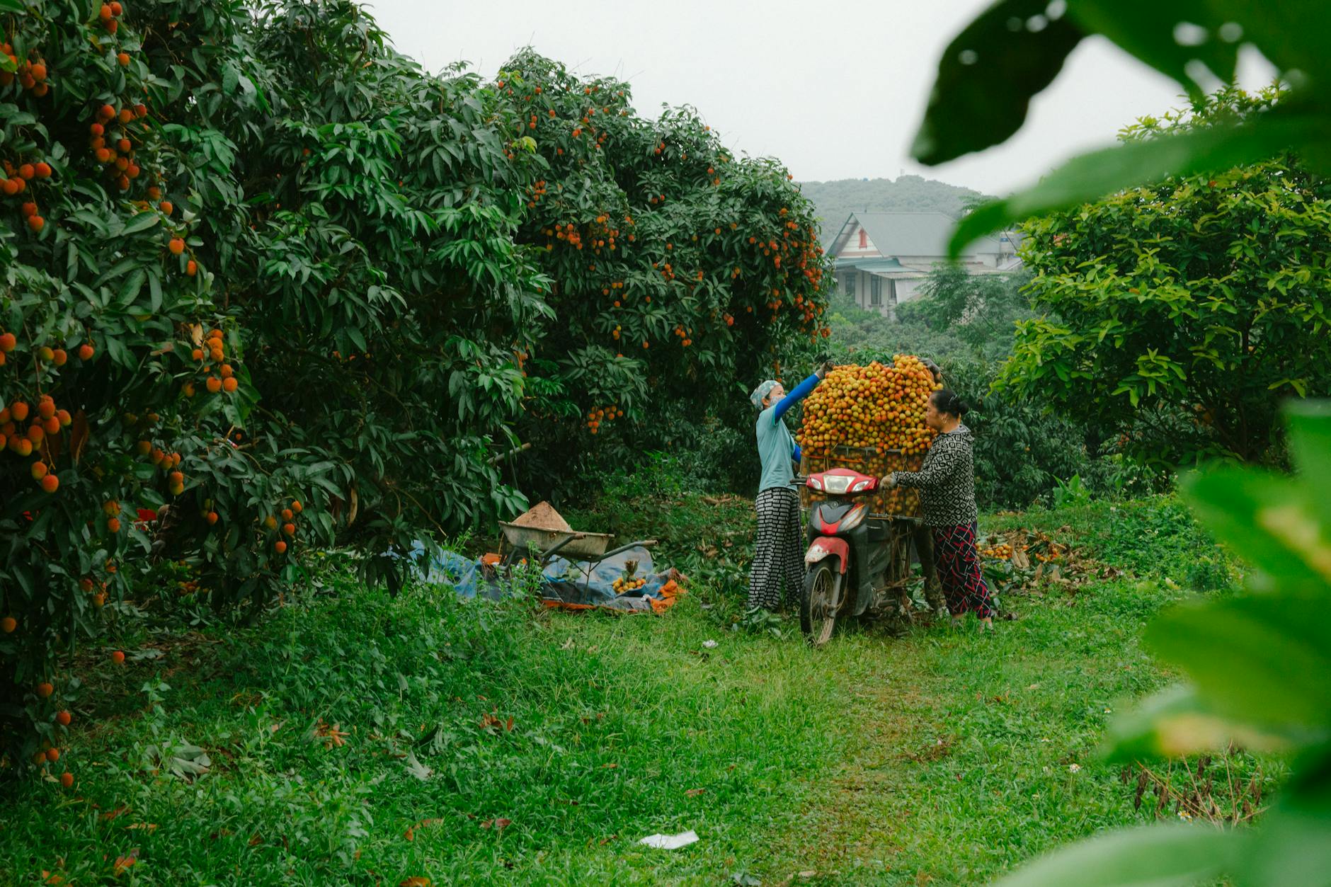 Dwóch rolników zbiera dojrzałe liczi w zielonym sadzie