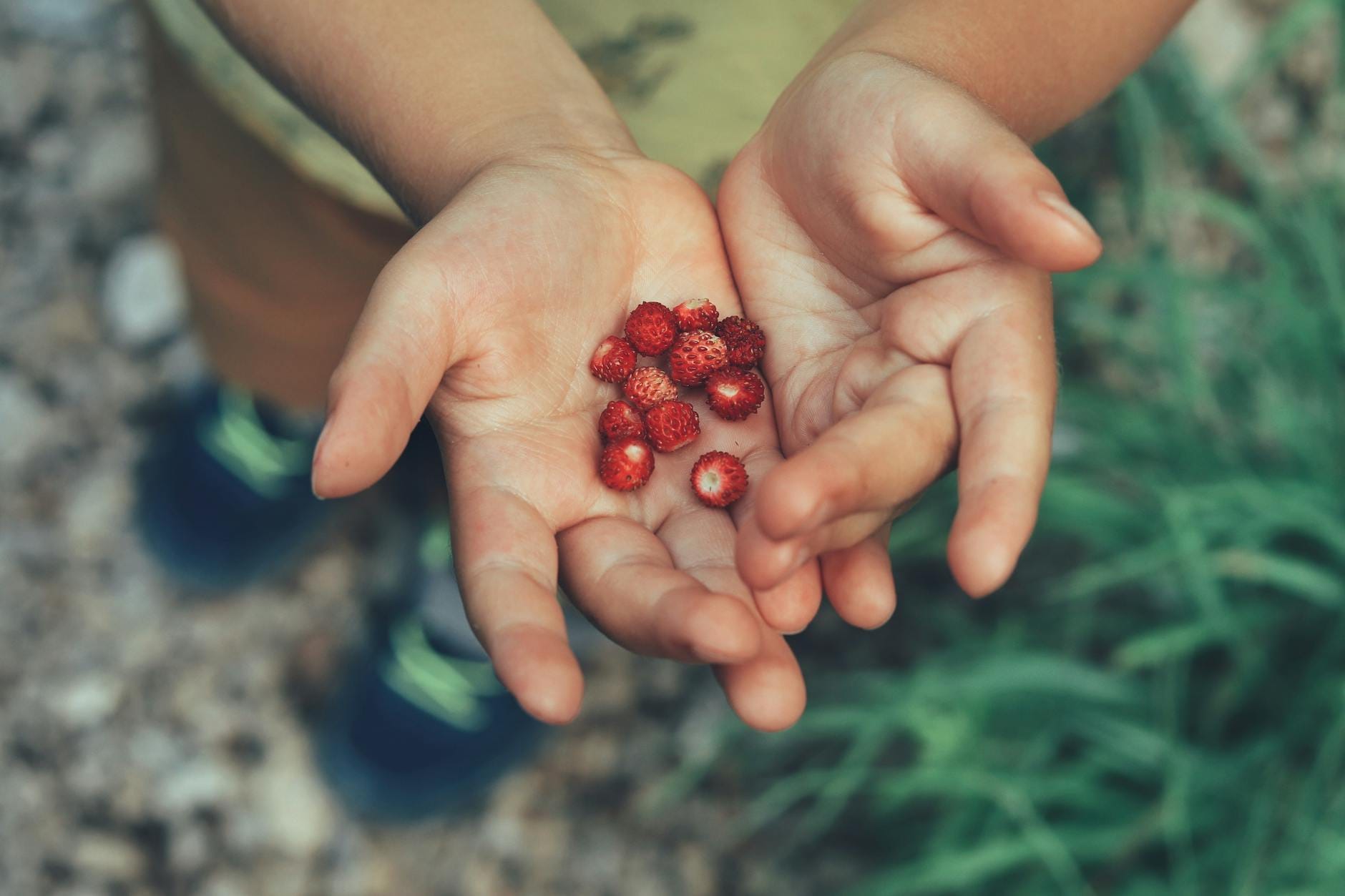 Wizyta w gospodarstwie z własną uprawą truskawek: kiedy jest najlepszy termin Dziecięce dłonie trzymają świeżo zebrane truskawki na gospodarstwie
