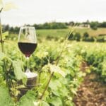 Kieliszek czerwonego wina wśród letniej, zielonej winnicy