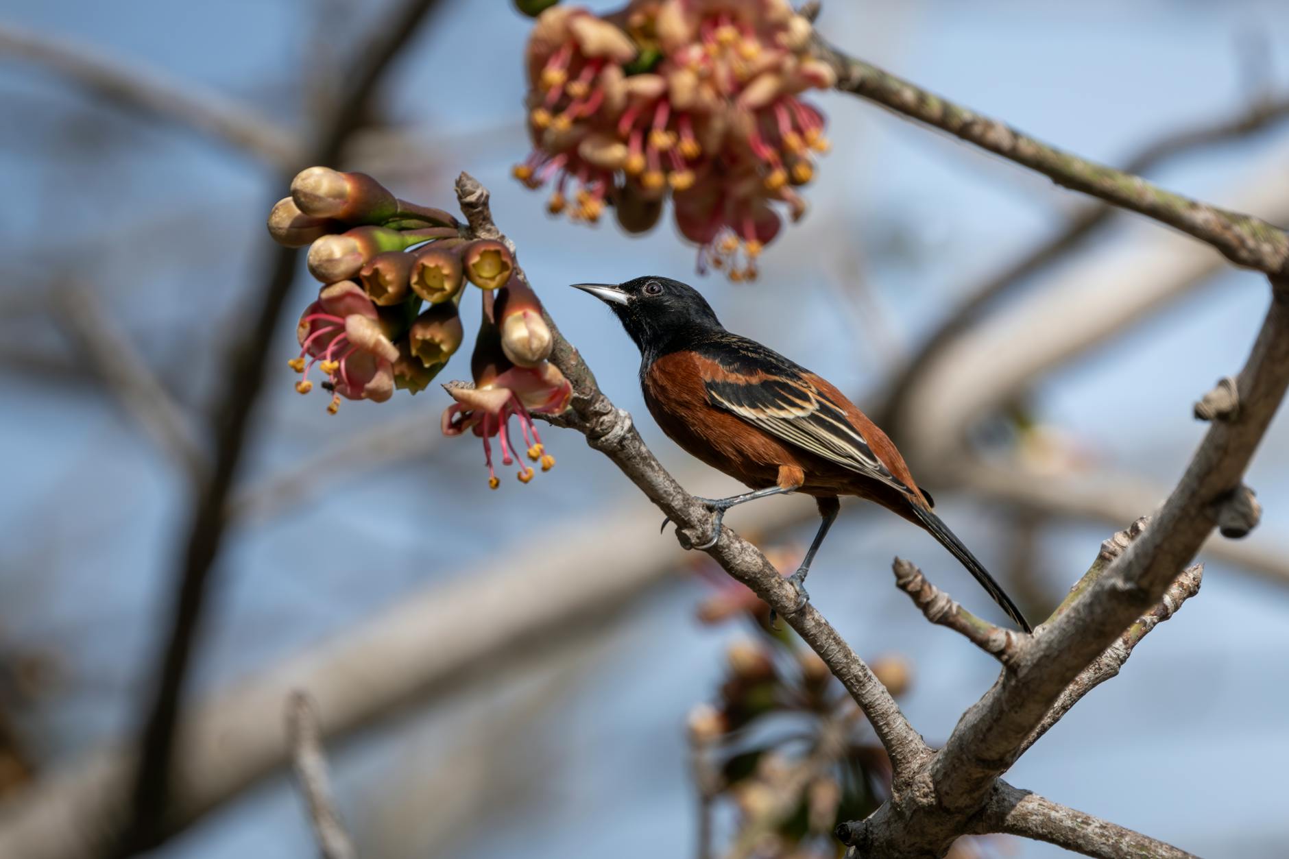 Szpakowiec sadowniczy na kwitnącej gałęzi w wiosennym sadzie