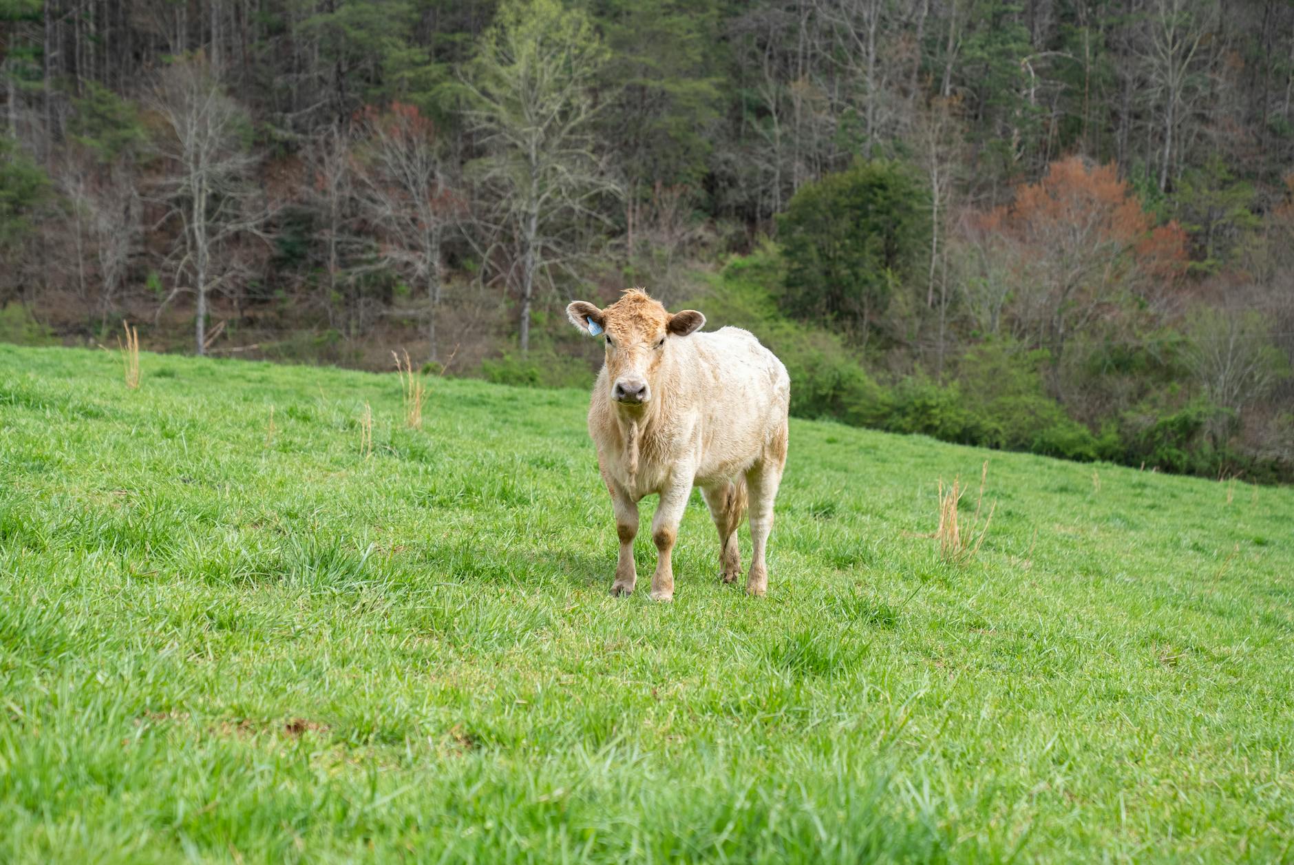 Krowa na zielonej łące przy lesie na polskiej wsi