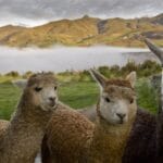 Trzy alpaki na górskim gospodarstwie we mgle w Peru